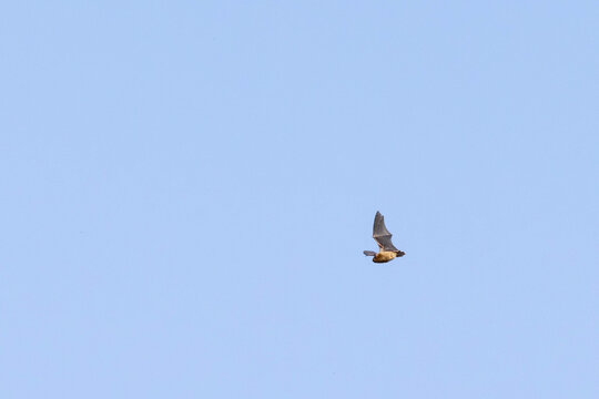 Fledermaus im Flug