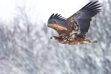 Fototapeta premium Sea Eagle in flight in snowy forest