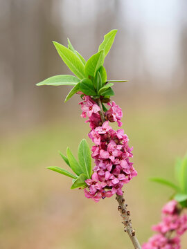 Wawrzynek wilczełyko (Daphne mezereum L.), Daphne mezereum, Mezereon, February daphne, Spurge laurel - wiosenna roślina, silnie trująca.