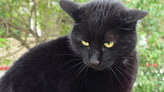 Annoyed black cat with angry airplane ears staring intently at something outside in a garden