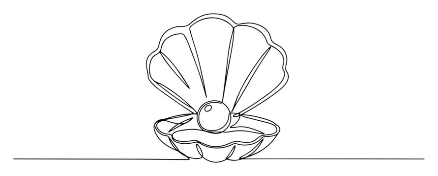 scallop shell with pearl line drawing