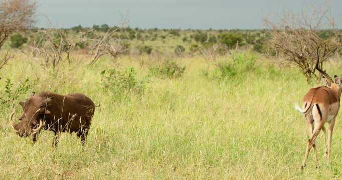 Warthog and Impala antelope graze peacefully together in the bright sun in Kruger National Park, South Africa. Interspecies animal behavior in the wild savanna during a clear safari day