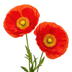 Obraz premium A pair of vibrant red poppy flowers with green stems against a white background.