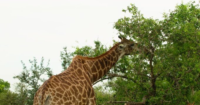 Medium shot from behind of an African giraffe stretching to eat green leaves from a high tree branch in Kruger National Park, South Africa. Detailed view of patterned coat and tall neck