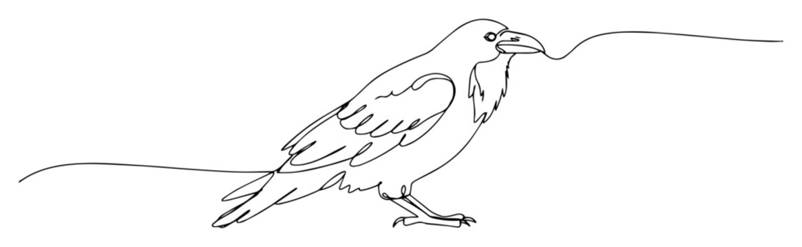 raven with prey line drawing