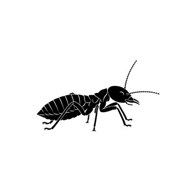 Black and white illustration of a termite insect isolated on white background.