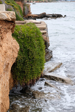 rocky seashore and green plants hanging along the cliff