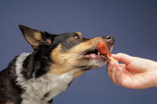Dog eating treat from human hand in close interaction