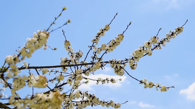 White sakura cherry blossoms on a branch gently swaying in an april breeze against a clear blue sky with copy space. Prunus yedoensis, prunus serrulata 
