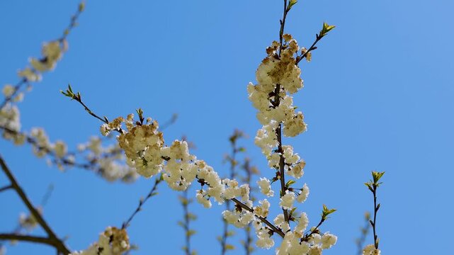 White sakura cherry blossoms on a branch gently swaying in an april breeze against a clear blue sky with copy space. Prunus yedoensis, prunus serrulata 
