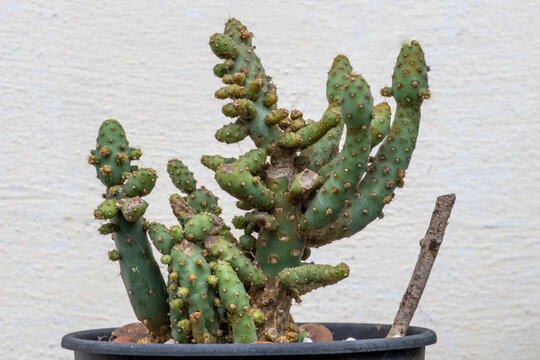 Opuntia monacantha f. monstruosa cactus in a pot against a white wall. Ideal image for exotic botany, design and decoration themes.