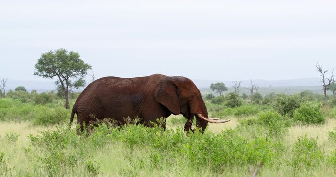 Large African elephant bull covered in red mud walks through high grass of Kruger National Park, South Africa, while foraging and eating. Vivid red color from clay soil in wild habitat.