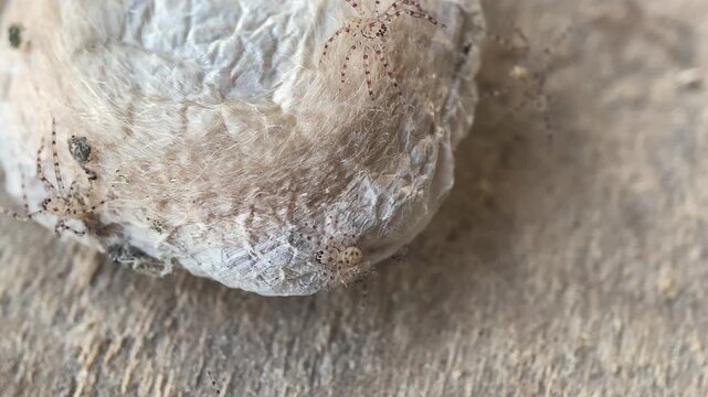 Emerging Huntsman Spiderlings from Egg Sac Macro