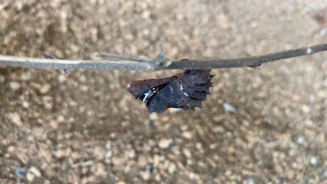 Eclosion Moment of Hypolimnas bolina Great Eggfly Butterfly Emerging from Thorny Chrysalis