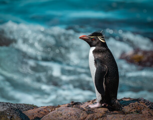 pingüino de penacho amarillo en la costa. © Sergio