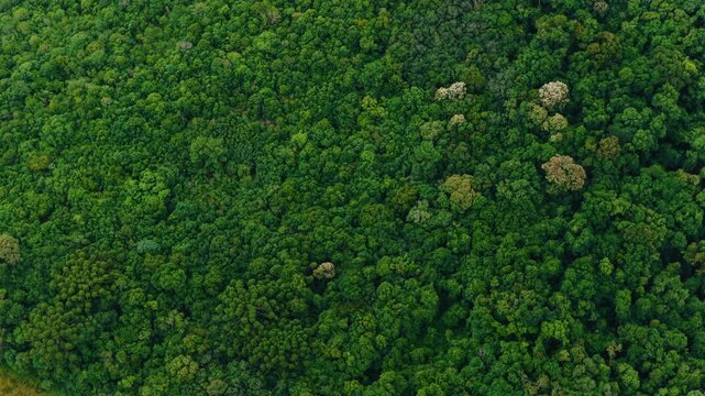 Serra do Mar mountain range covered with Atlantic rainforest