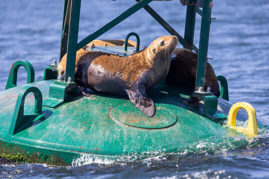 Sea lions on a Buoy near Vancouver Island