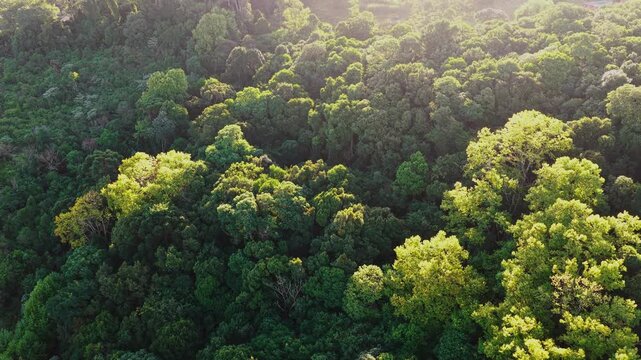 Serra do Mar mountain range covered with Atlantic rainforest