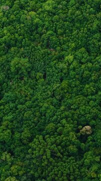 Serra do Mar mountain range covered with Atlantic rainforest