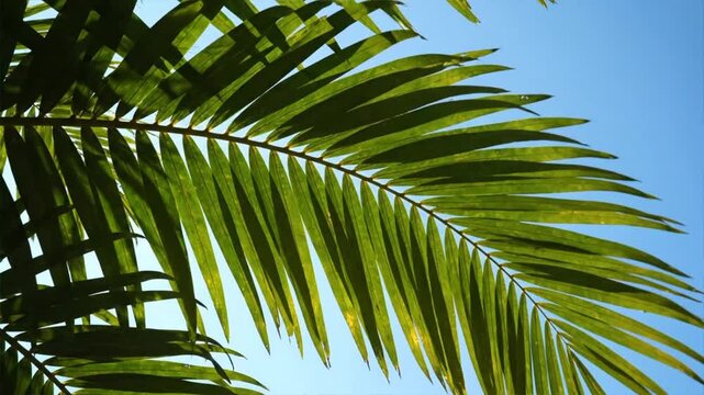 Palm tree leaves against blue sky.