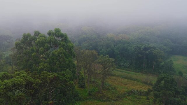 Serra do Mar mountain range covered with Atlantic rainforest
