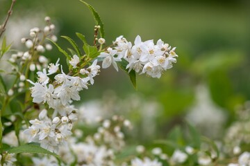 Close up of slender deutzia (deutzia gracilis) flowers in bloom