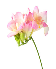 Obraz premium Beautiful pink freesia flowers isolated on white