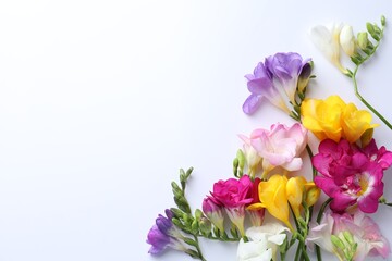 Colorful freesia flowers on white background, flat lay. Space for text