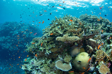 Obraz premium Shallow corals and fish thrive on a reef in the midst of the Bligh Channel in Fiji. Fiji's coral reefs support high marine biodiversity and make a popular destination for scuba divers and snorkelers.