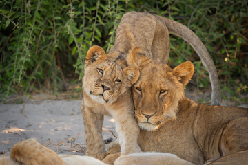 Obraz premium Young Lion Cub and Lioness Playing Among Pride in Chobe National Park, Botswana