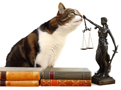Eine Katze mit einer Justitia Figur und B&uuml;chern. Rechtssprechung f&uuml;r Tiere. Freigestellt mit wei&szlig;em Hintergrund
