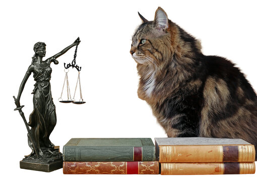 Eine Katze mit einer Justitia Figur und B&uuml;chern. Rechtssprechung f&uuml;r Tiere. Freigestellt mit wei&szlig;em Hintergrund
