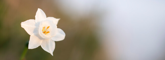 Obraz premium White wild narcissus flower macro with soft background and copy space