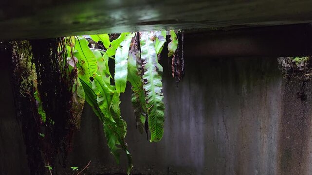 Lush green fern growing on a damp concrete wall in a mysterious dark corner of a tropical forest