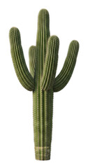 Growing saguaro cactus desert landscape nature isolated on transparent background