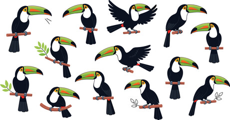 Large collection of exotic toucan bird character vectors in various poses sitting on branches flying and singing for tropical wildlife nature design projects. © MdGohurul