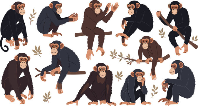 Large collection of chimpanzee character vectors featuring various monkeys in different poses including sitting on branches climbing and thinking for wildlife nature and education designs.