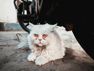 cat on a white © sohail