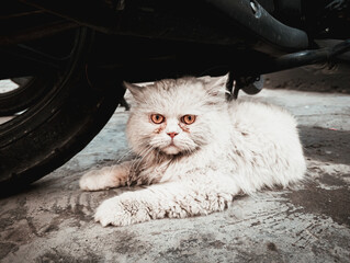 cat on the floor © sohail