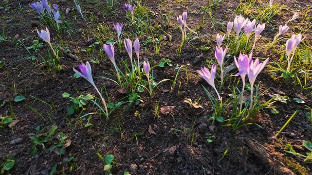 Crocus flowers in the park.