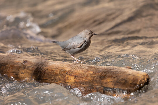 An American Dipper walks along a piece of driftwood, foraging for food on a sunny day while the water of the Virgin River in Zion NP Utah USA rushes past.