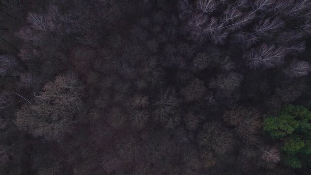 Aerial View of Bare Winter Forest Canopy from Above