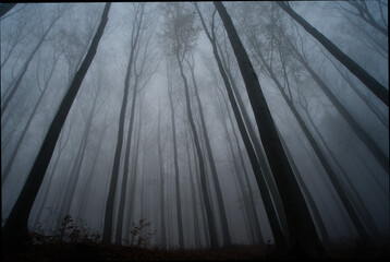 Jesienne drzewa we mgle © dariog1973