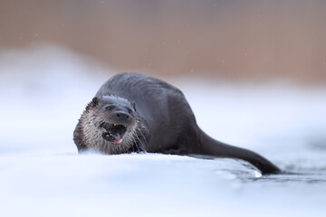 Wydra (Lutra lutra), otter © Bartosz Rakoczy