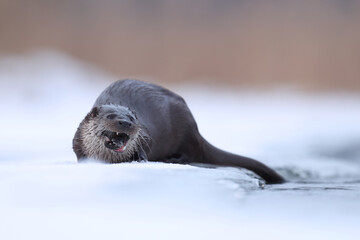 Wydra (Lutra lutra), otter © Bartosz Rakoczy