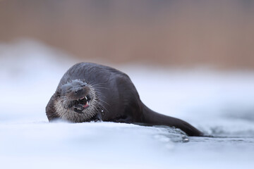 Wydra (Lutra lutra), otter © Bartosz Rakoczy