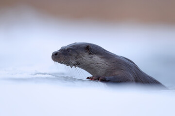 Wydra (Lutra lutra), otter © Bartosz Rakoczy