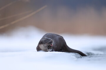 Wydra (Lutra lutra), otter © Bartosz Rakoczy