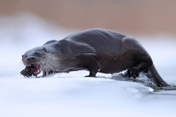 Wydra (Lutra lutra), otter © Bartosz Rakoczy