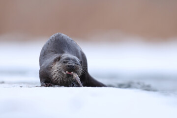 Wydra (Lutra lutra), otter © Bartosz Rakoczy